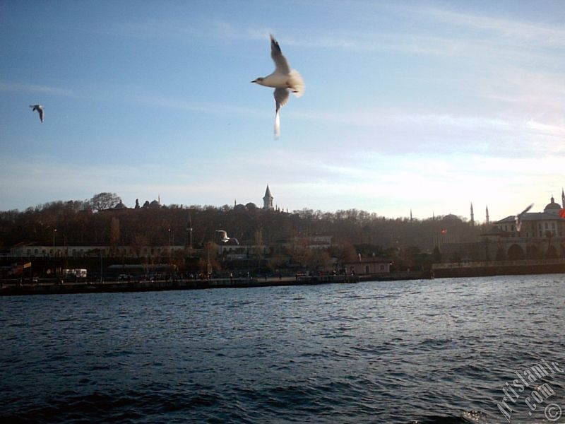 Eminn sahilinde denizden Sarayburnu, Topkap Saray, Ayasofya Camisi ve martlar.
