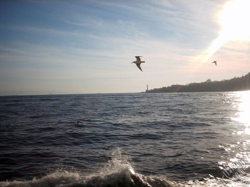 Sarayburnu aklar, deniz feneri ve martlar.
