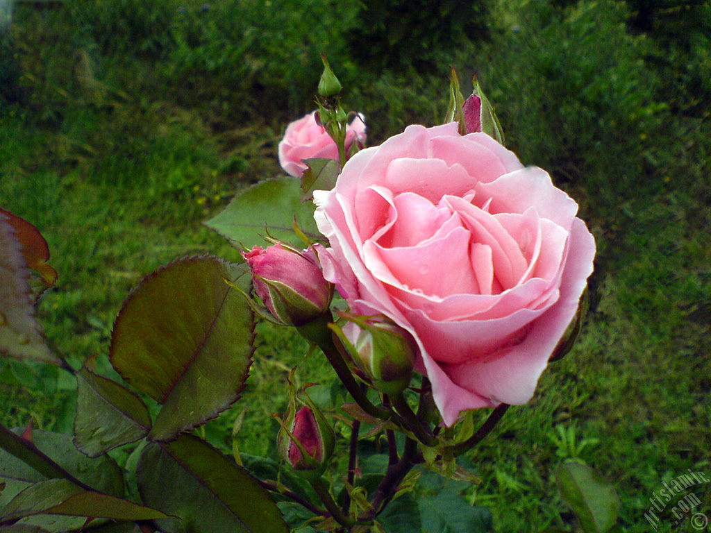 Yediveren pembe g�l ve tomurcuklar�n�n resmi.
