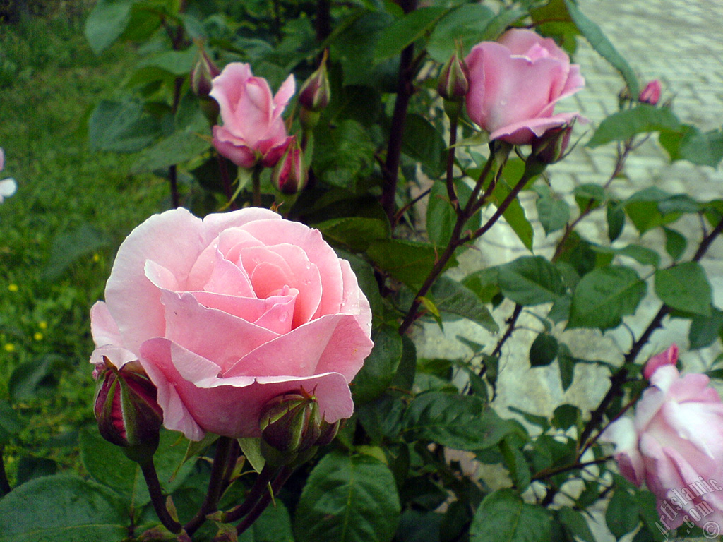 Yeni a�an pembe g�ller ve tomurcuklar�n resmi.
