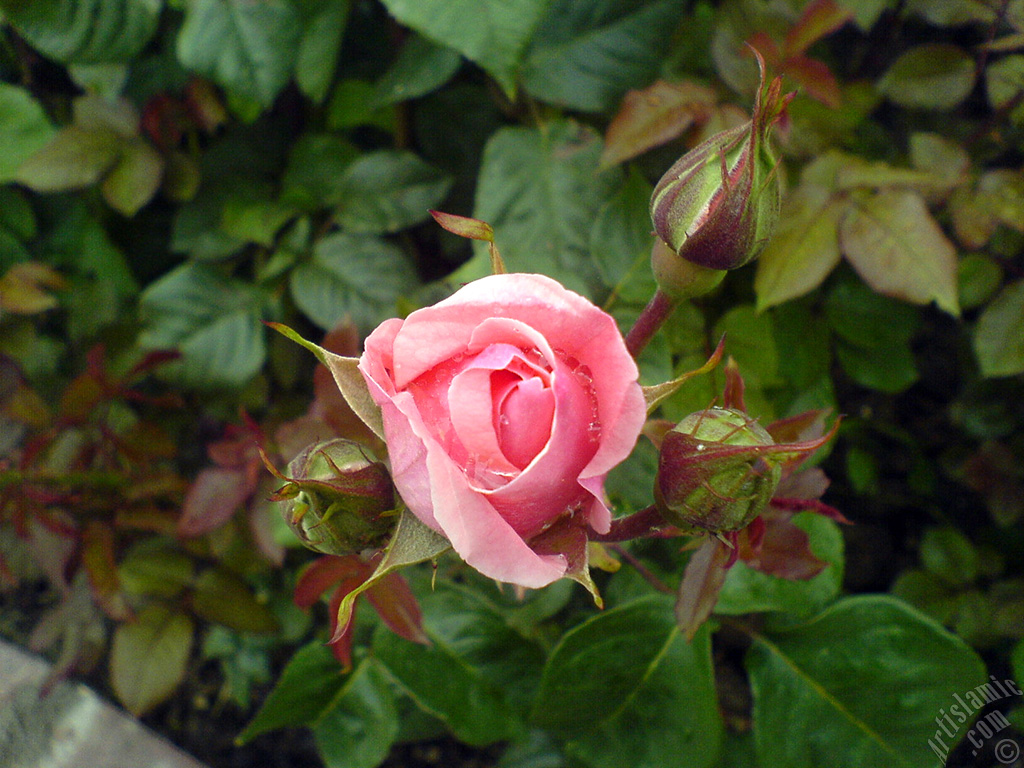 Yeni a�an yediveren pembe g�l ve tomurcuklar�n�n resmi.
