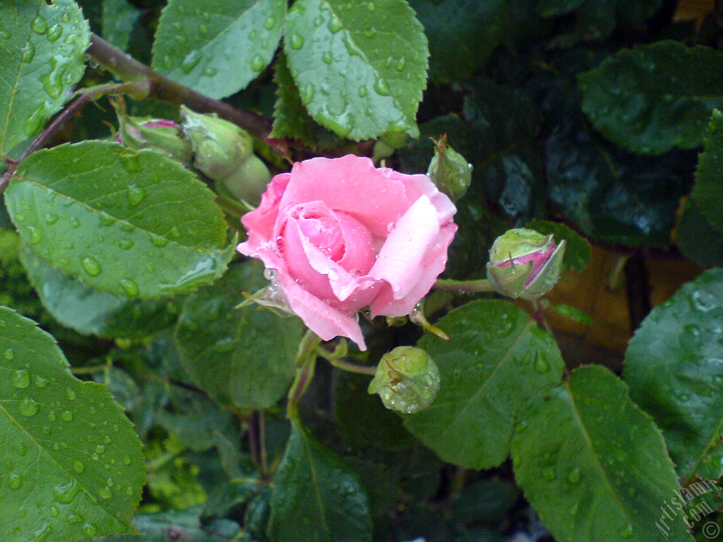 Pembe g�l resmi.
