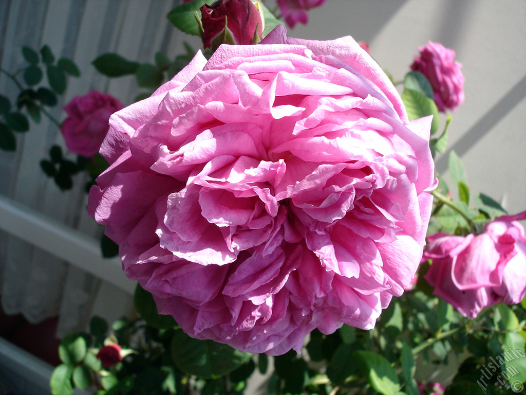 Pembe g�l resmi.
