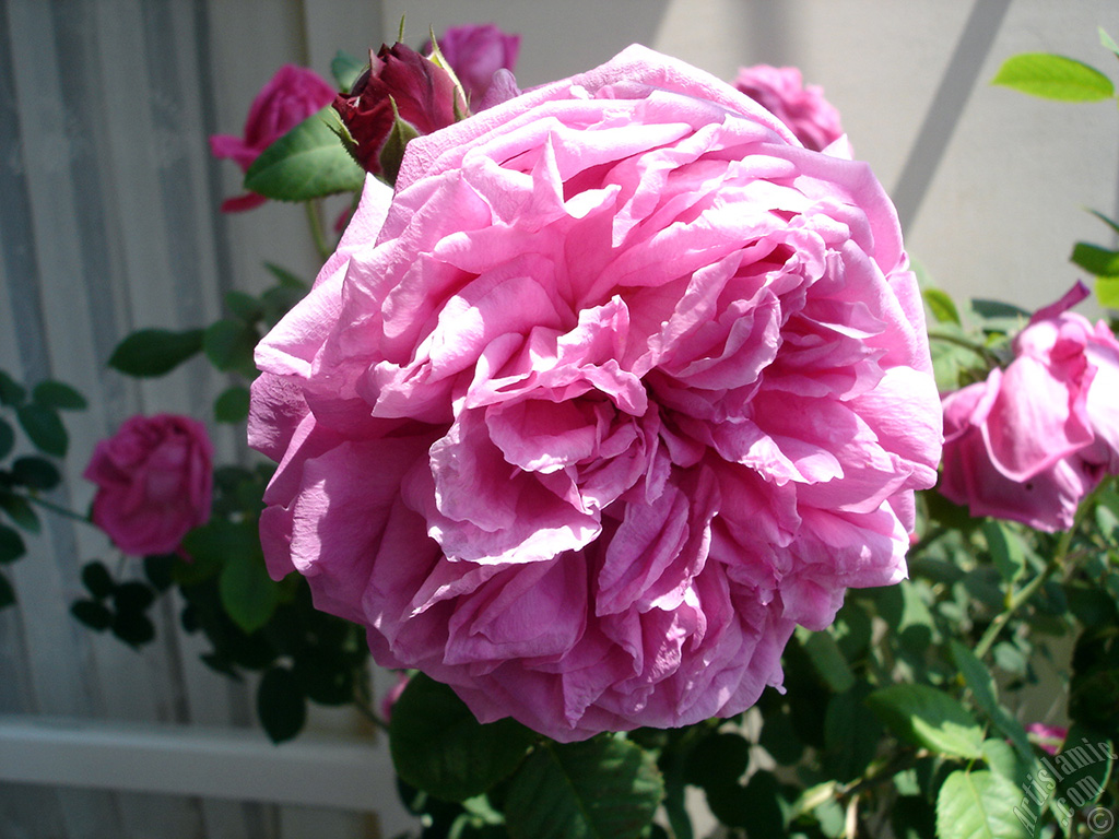 Pembe g�l resmi.
