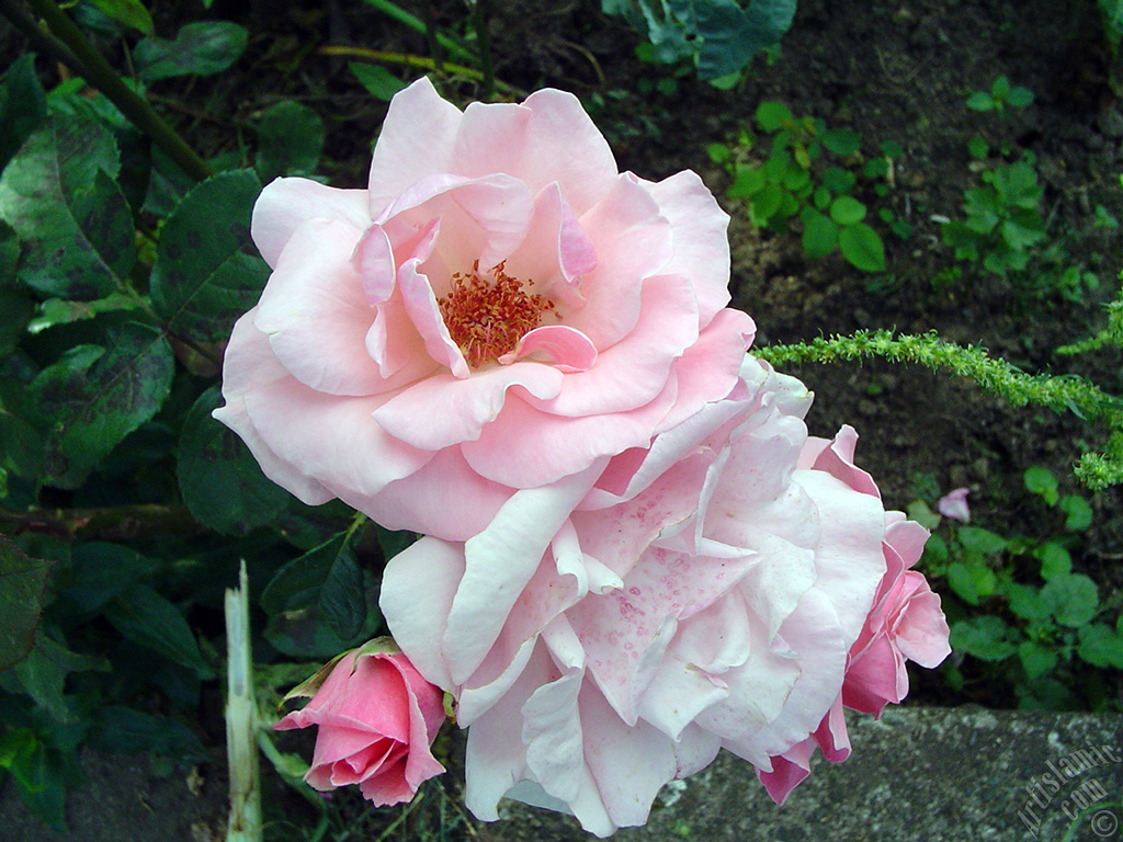 Pembe g�l resmi.
