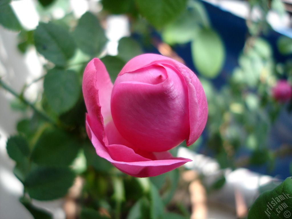Pembe g�l resmi.
