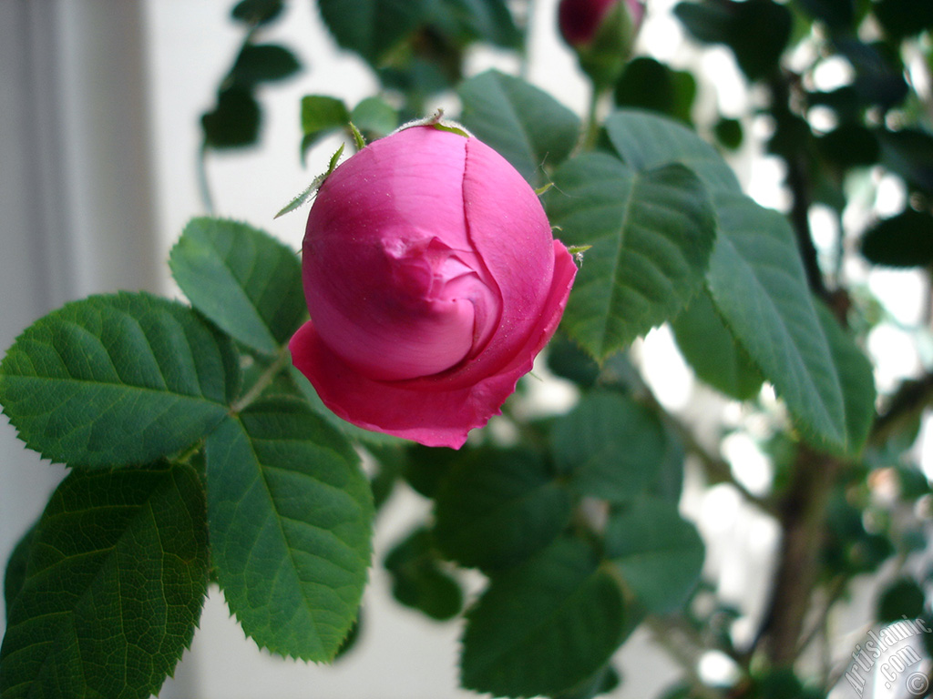 Pembe g�l resmi.
