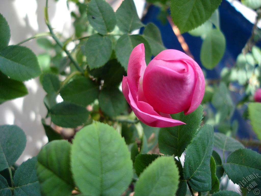 Pembe g�l resmi.
