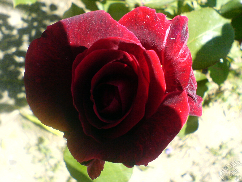 Koyu k�rm�z�-bordo g�l resmi.
