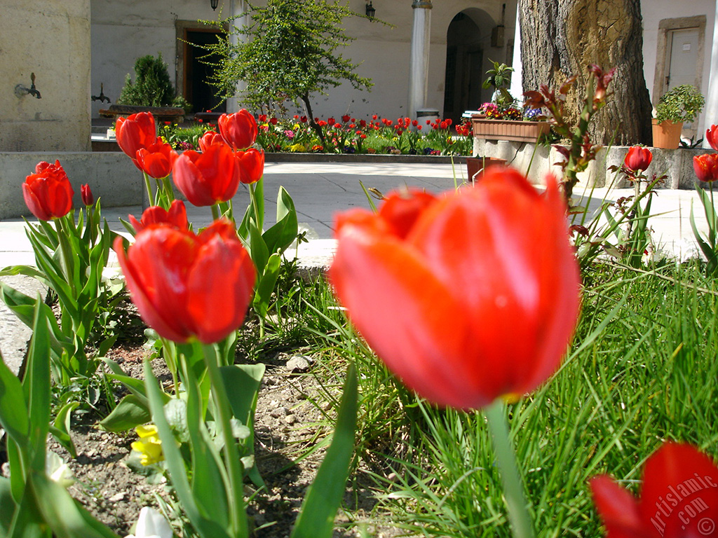 K�rm�z� T�rk-Osmanl� Lalesi resmi.
