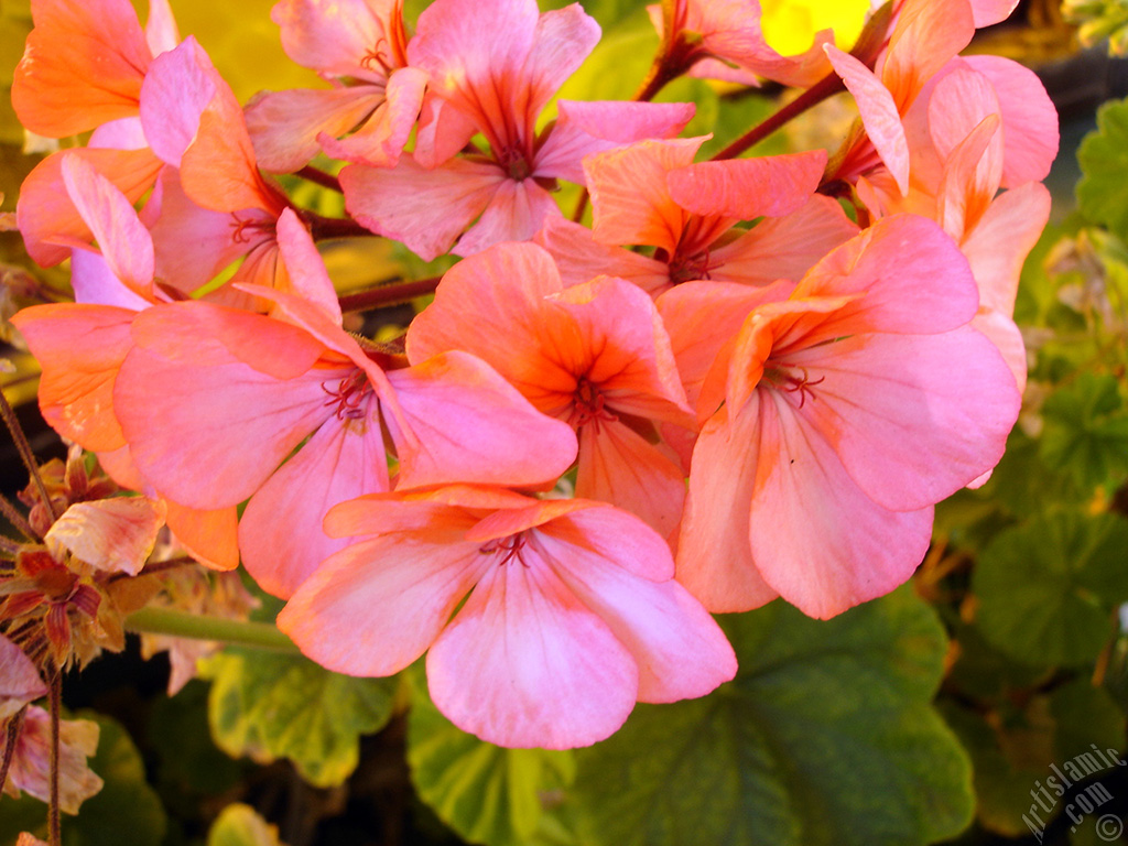 Pembe sardunya �i�e�i resmi.

