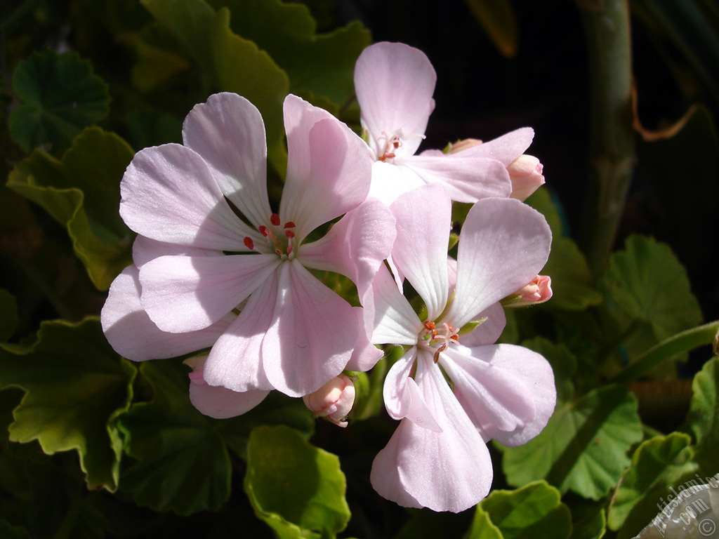 Pembe sardunya �i�e�i resmi.
