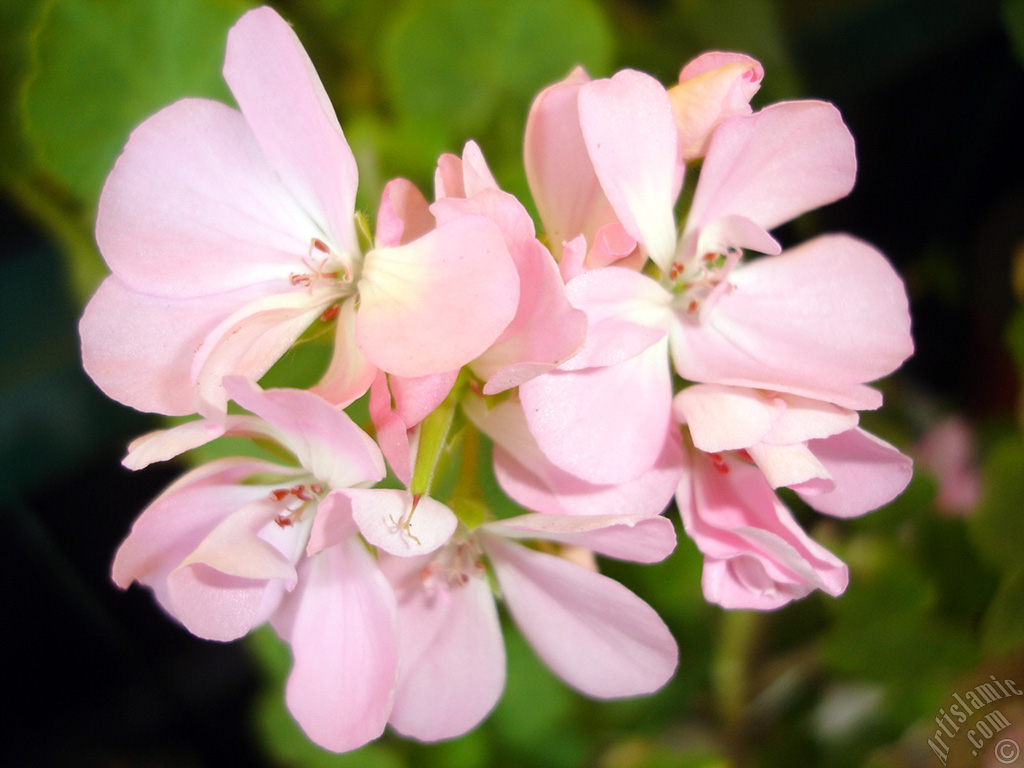 Pembe sardunya iei resmi.
