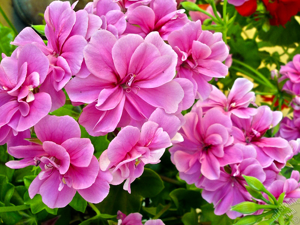 Pembe sardunya �i�e�i resmi.
