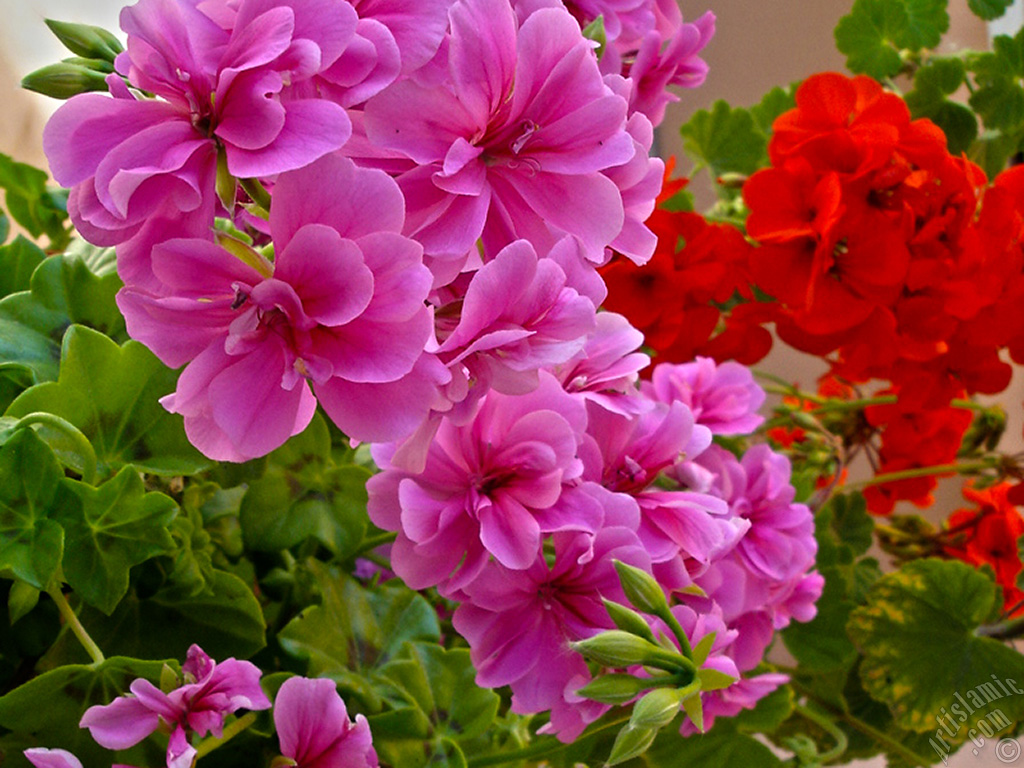 Pembe sardunya �i�e�i resmi.
