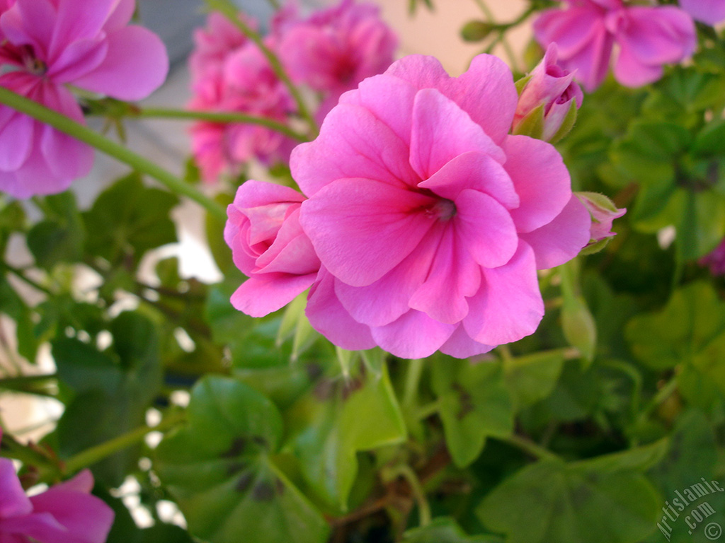 Pembe sardunya �i�e�i resmi.
