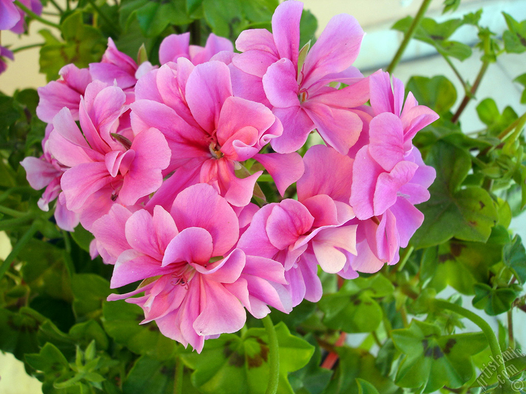 Pembe sardunya �i�e�i resmi.
