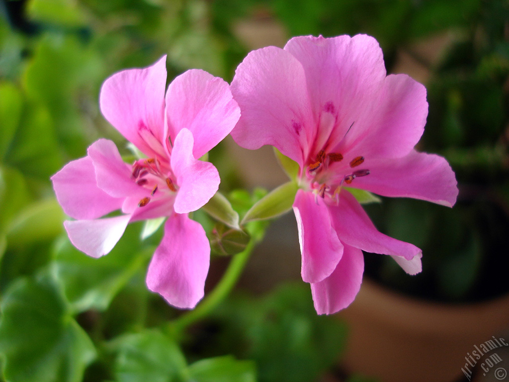 Pembe sardunya �i�e�i resmi.
