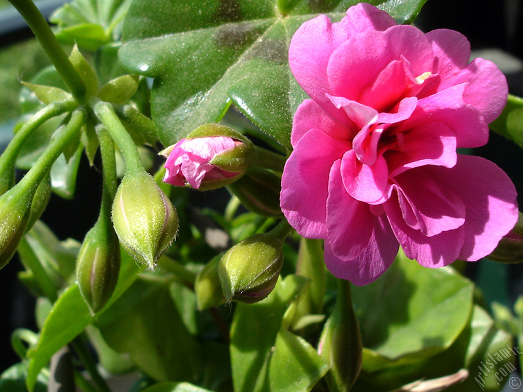 Pembe sardunya �i�e�i resmi.
