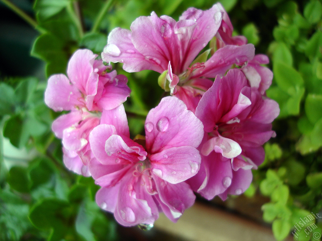 Pembe sardunya �i�e�i resmi.
