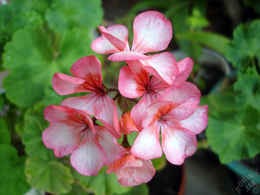Pembe-k�m��z� sardunya �i�e�i resmi.
