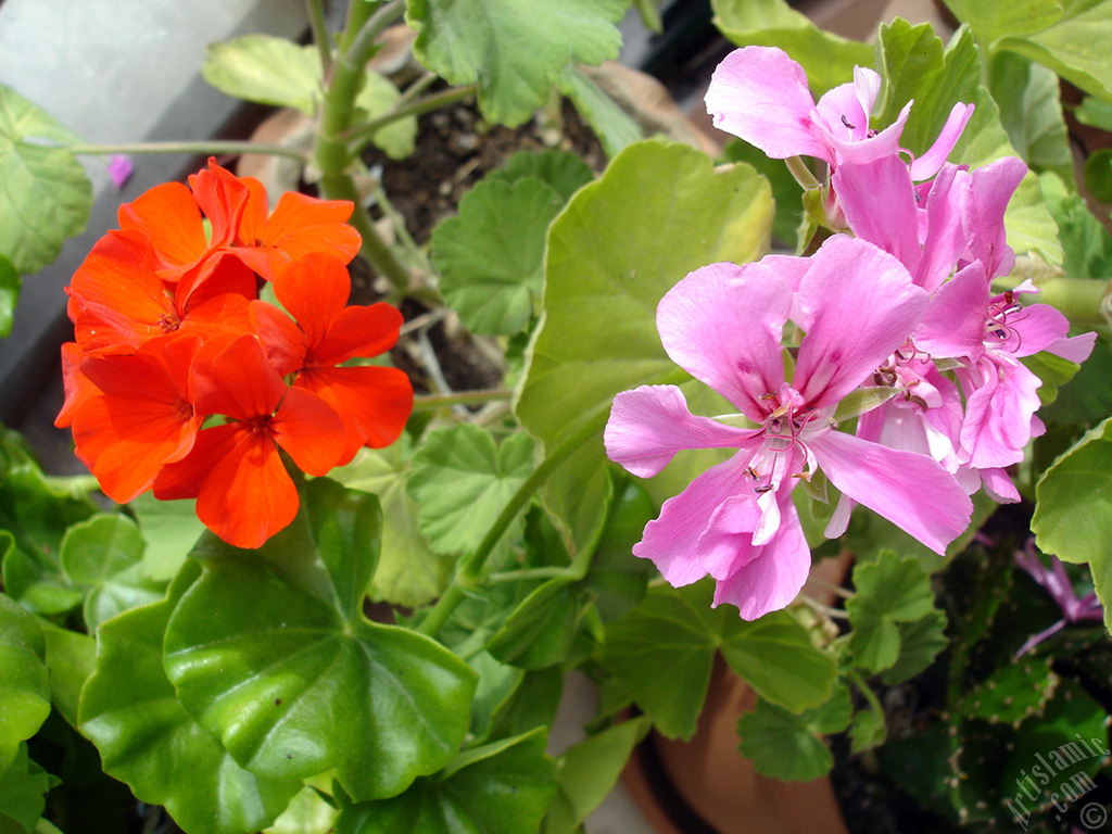 Pembe-k�m��z� sardunya �i�e�i resmi.
