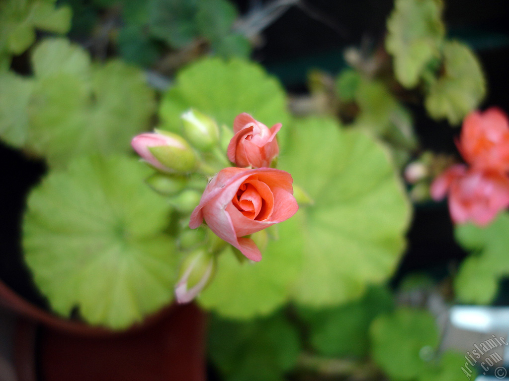 Yeni a�maya ba�layan pembe sardunya �i�e�i resmi.
