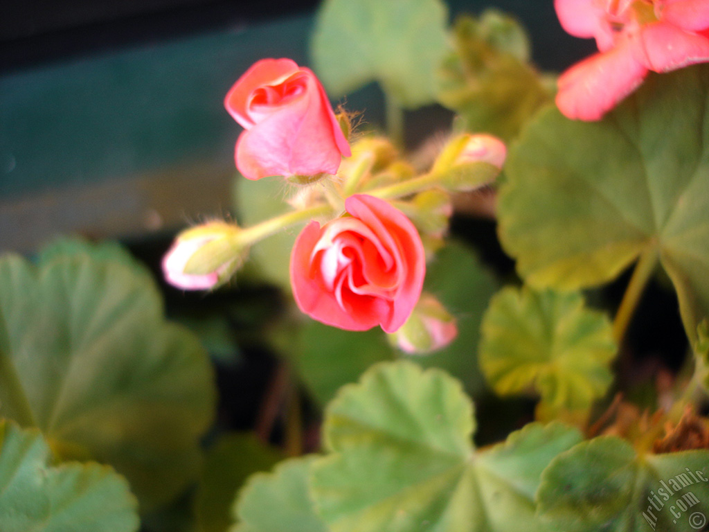 Yeni a�maya ba�layan pembe sardunya �i�e�i resmi.
