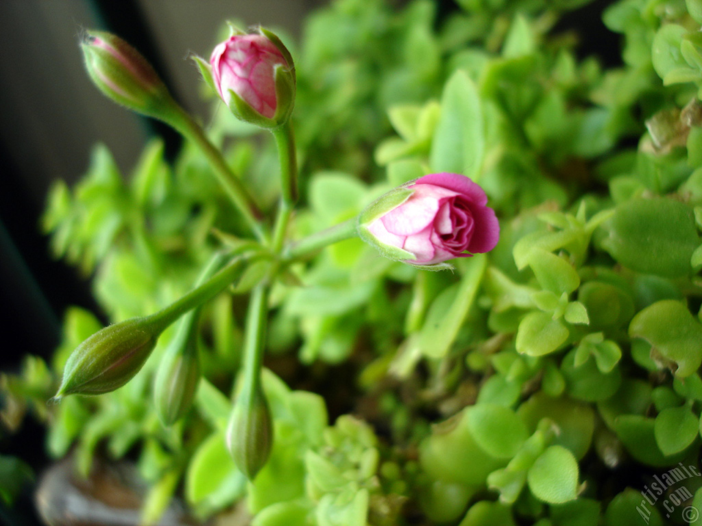 Yeni a�maya ba�layan pembe sardunya �i�e�i resmi.
