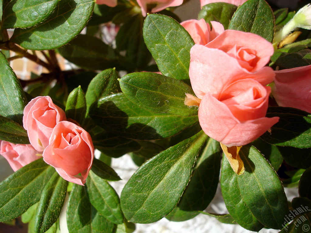 Pembe a�elya �i�e�i resmi.
