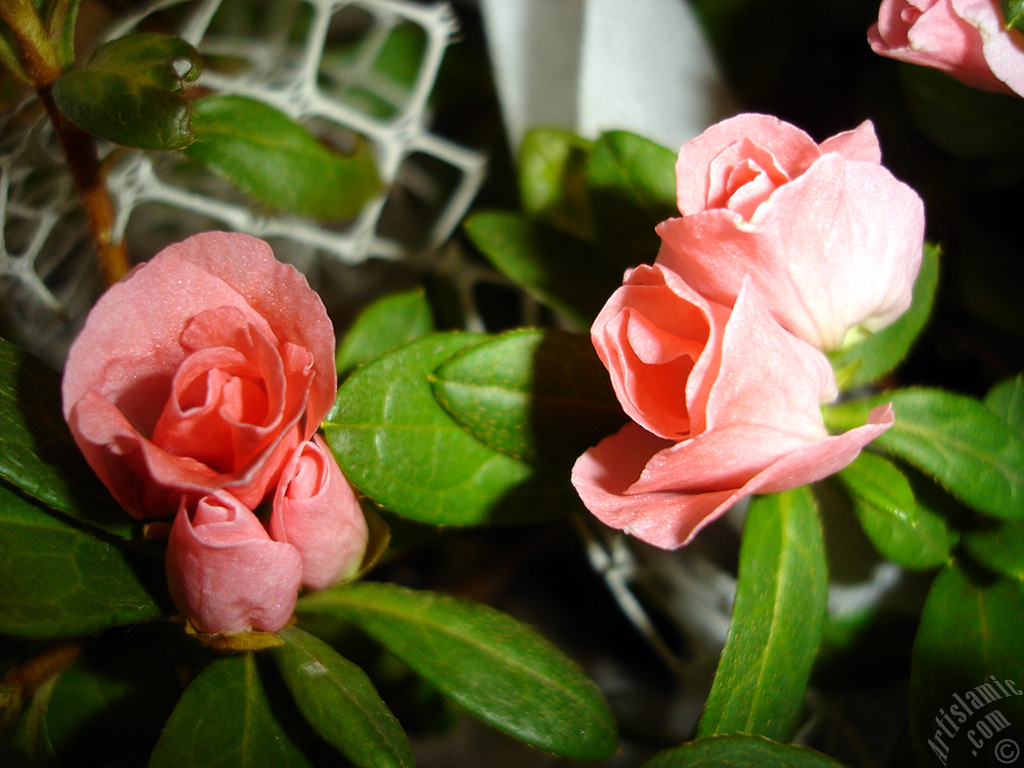 Pembe a�elya �i�e�i resmi.

