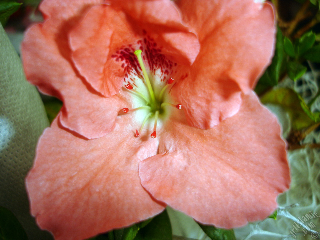 Pembe a�elya �i�e�i resmi.
