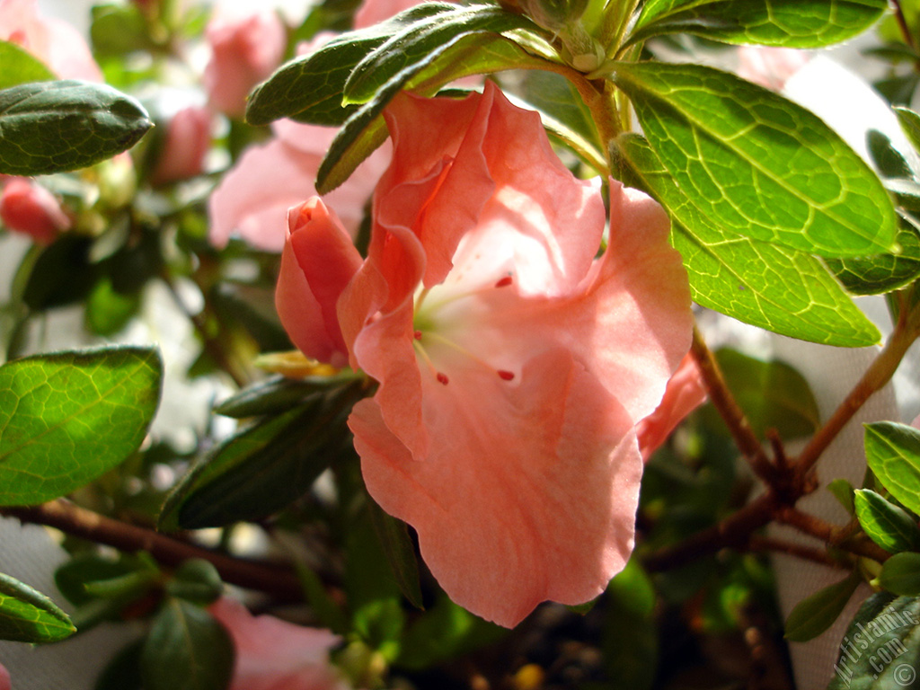 Pembe a�elya �i�e�i resmi.

