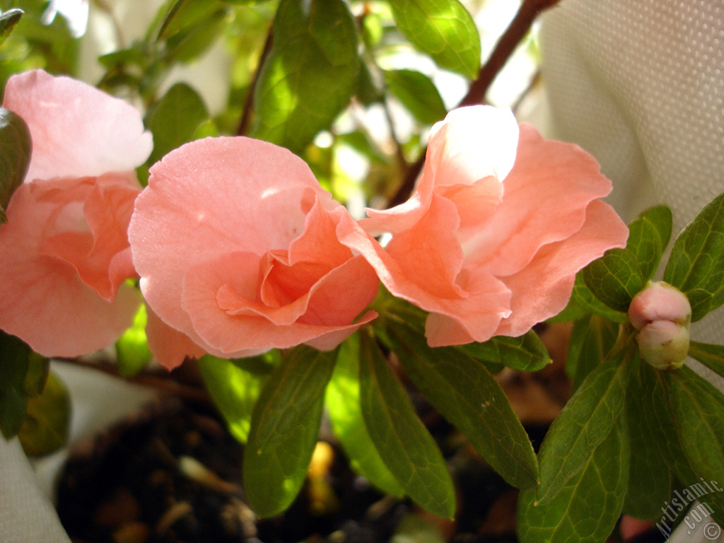Pembe a�elya �i�e�i resmi.
