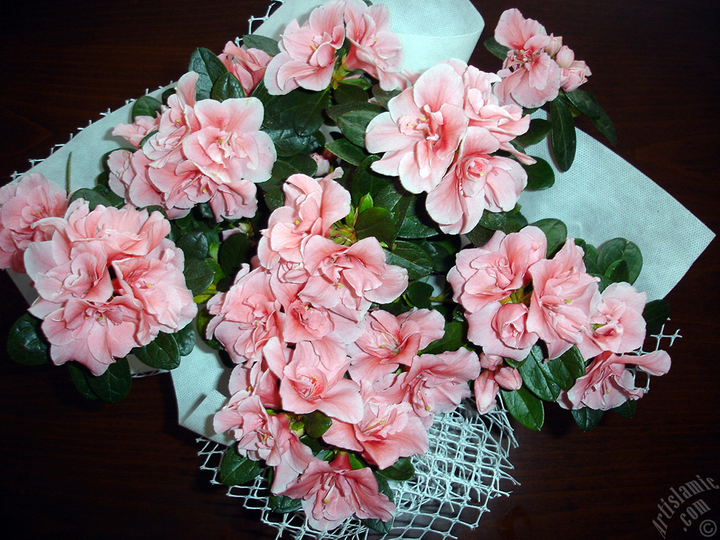 Pembe a�elya �i�e�i resmi.
