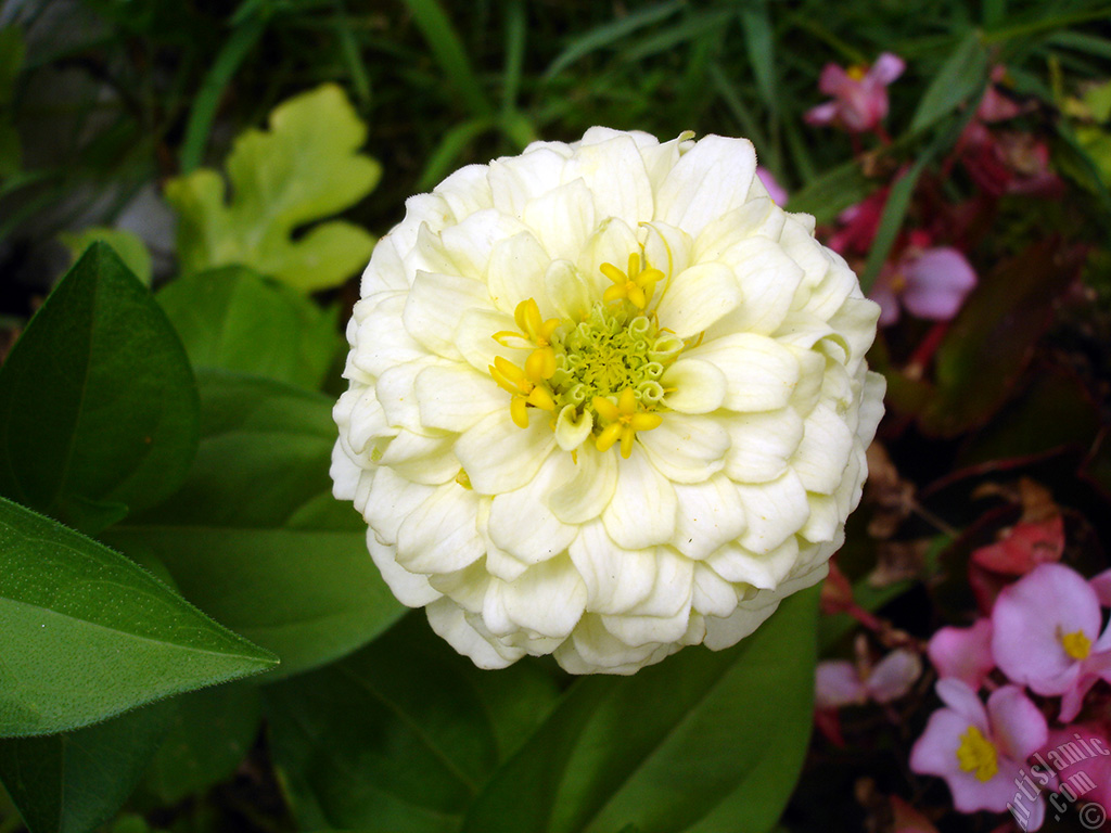 Papatyagiller �i�ek ailesine mensup Y�ld�z (Dahlia) �i�e�i resmi.
