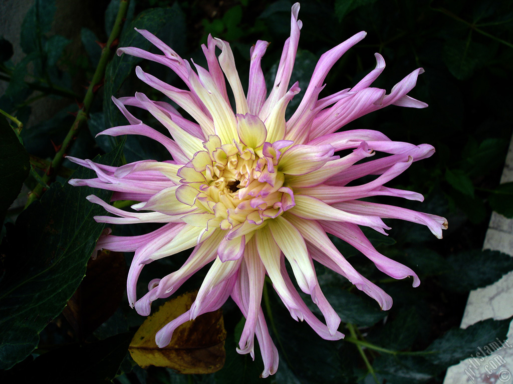 Papatyagiller �i�ek ailesine mensup Y�ld�z (Dahlia) �i�e�i resmi.
