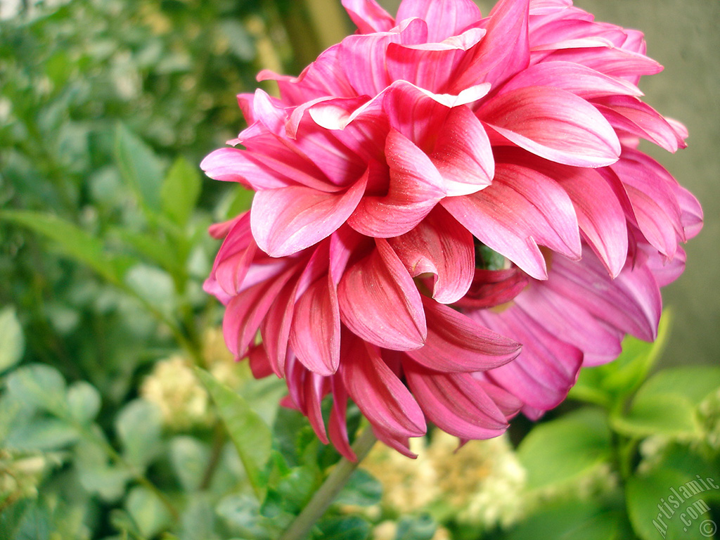 Papatyagiller �i�ek ailesine mensup Y�ld�z (Dahlia) �i�e�i resmi.
