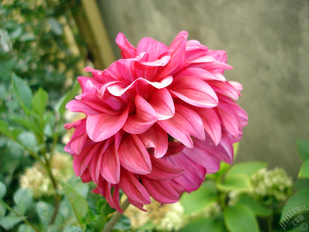 Papatyagiller iek ailesine mensup Yldz (Dahlia) iei resmi.
