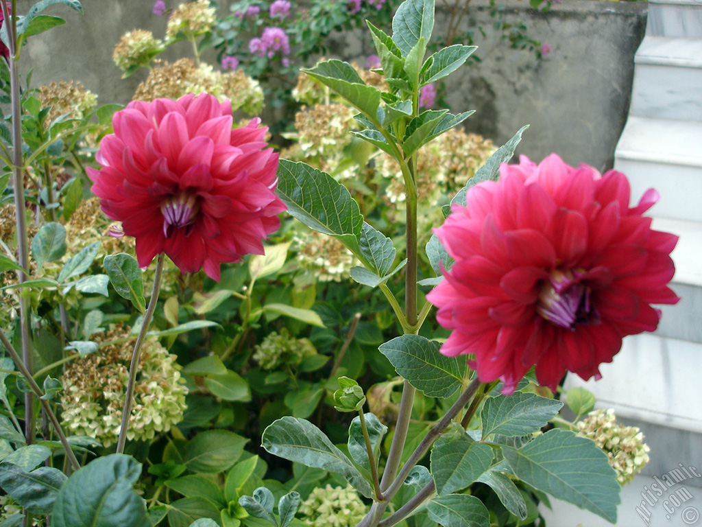 Papatyagiller �i�ek ailesine mensup Y�ld�z (Dahlia) �i�e�i resmi.
