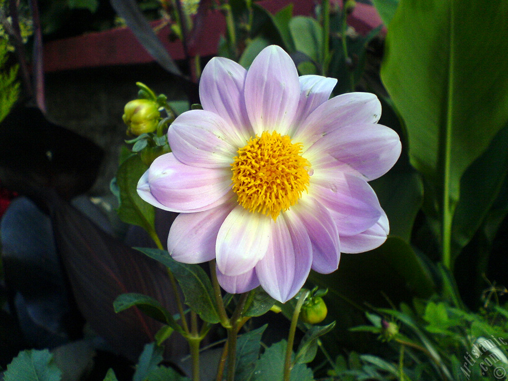 Papatyagiller �i�ek ailesine mensup Y�ld�z (Dahlia) �i�e�i resmi.
