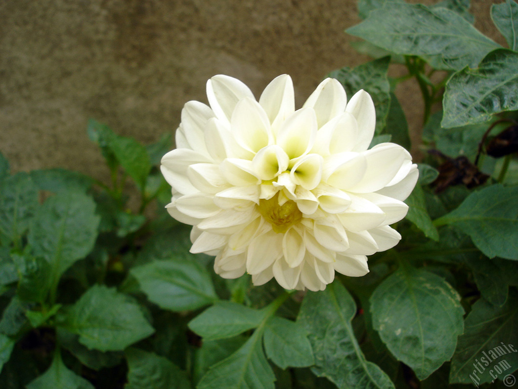 Papatyagiller iek ailesine mensup Yldz (Dahlia) iei resmi.
