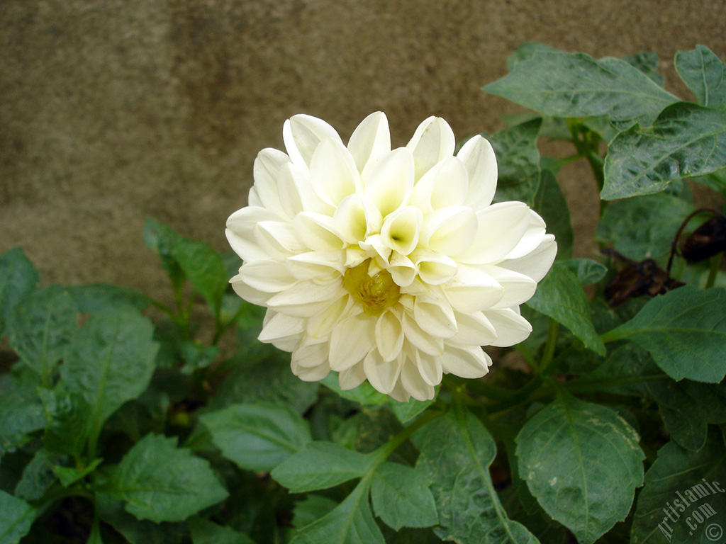 Papatyagiller iek ailesine mensup Yldz (Dahlia) iei resmi.
