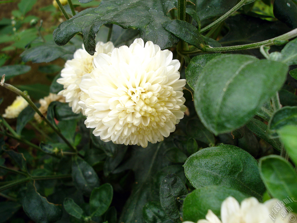 Papatyagiller �i�ek ailesine mensup Y�ld�z (Dahlia) �i�e�i resmi.
