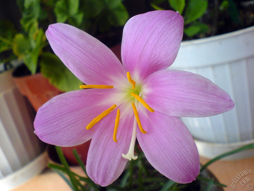 Pembe renkte zambak t�r�nde bir �i�ek resmi.
