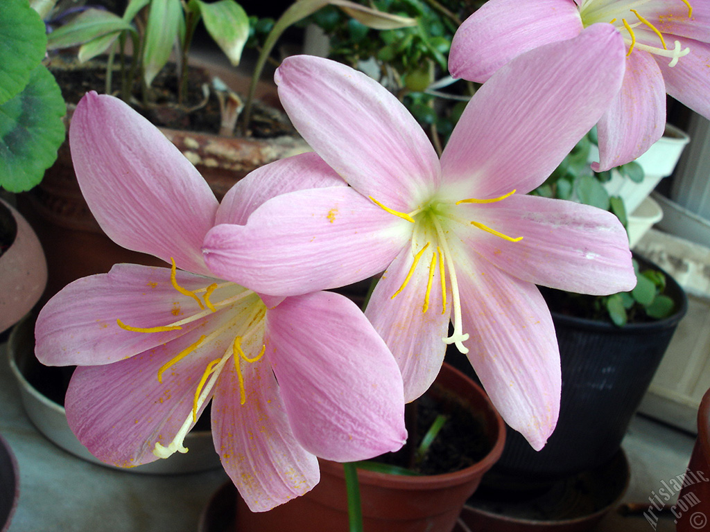 Pembe renkte zambak t�r�nde bir �i�ek resmi.
