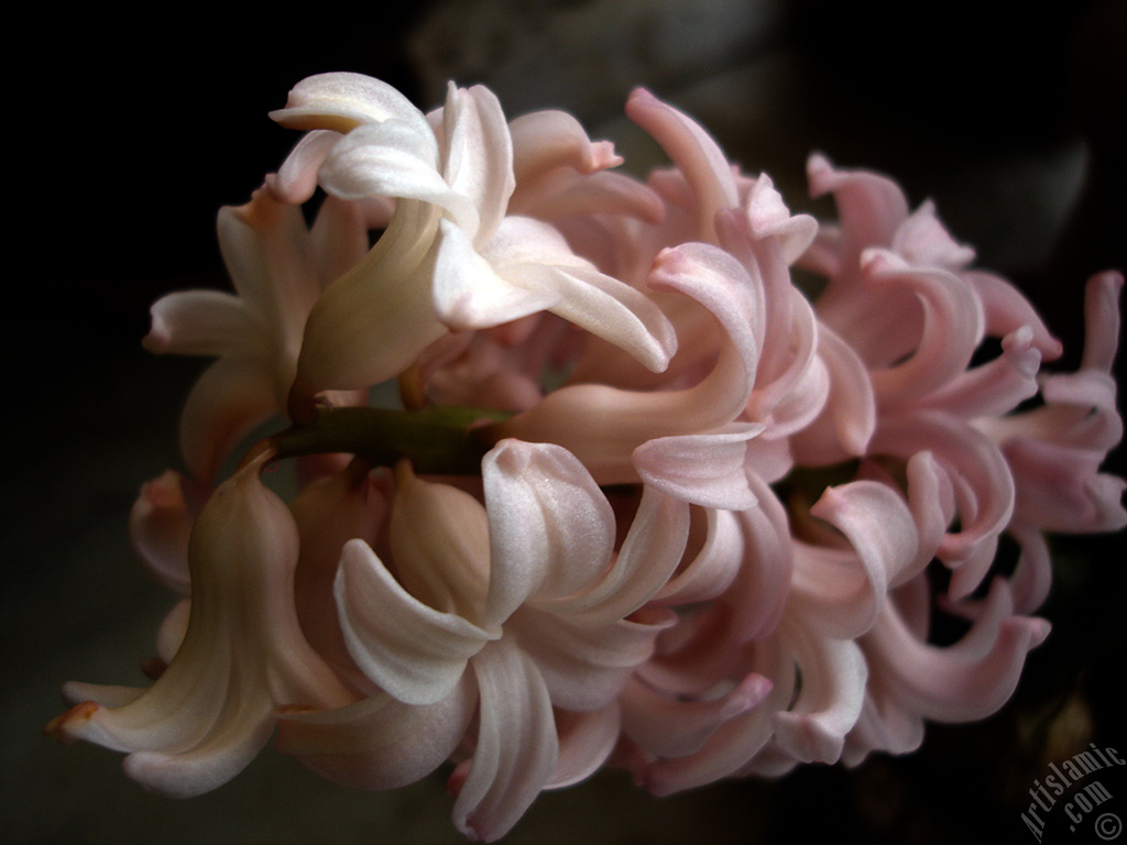 Pembe renkte s�mb�l �i�e�i resmi.
