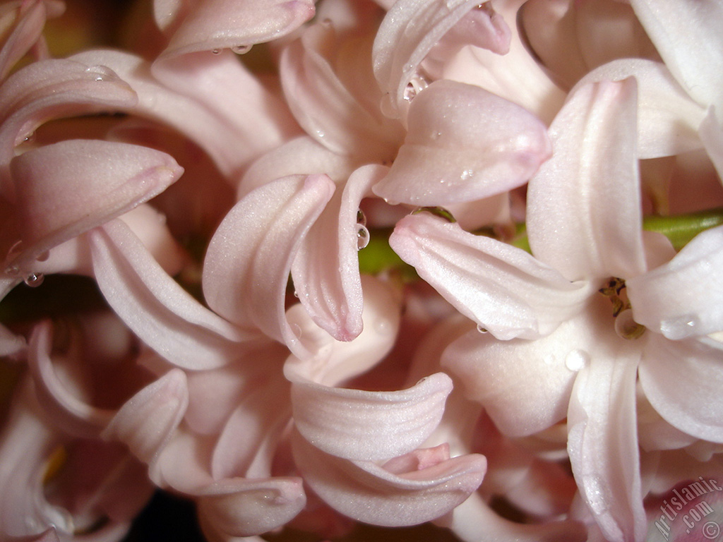 Pembe renkte s�mb�l �i�e�i resmi.
