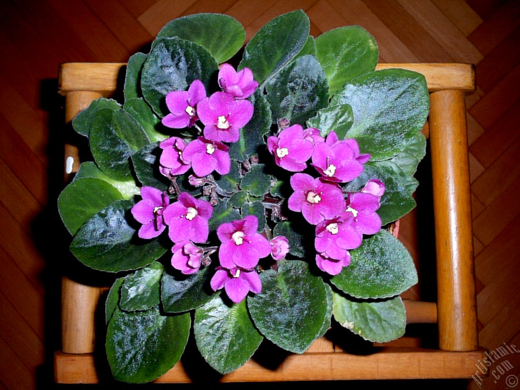 Pembe renkli Afrika Menek�esi resmi.
