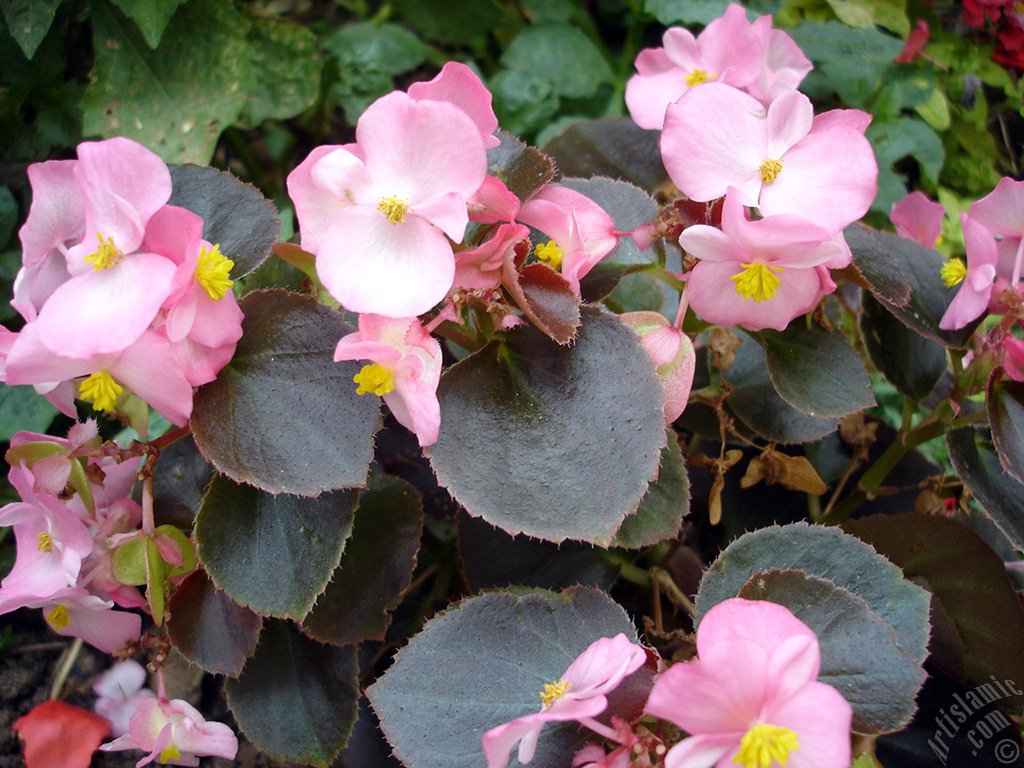 Pembe �i�ekli, kahverengi yaprakl� yal�nkat a�an Begonya �i�e�i resmi.
